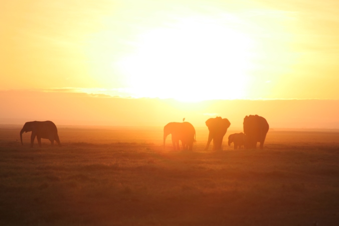 Sunrise on the Masai Mara
